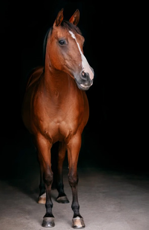 Fotografie - Equigraphics