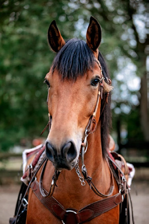 Fotografie - Equigraphics