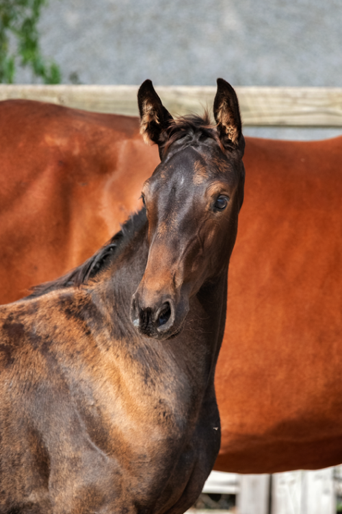 Fotografie - Unicorn Equigraphics